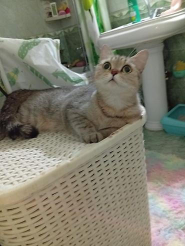 Pişiklər: Şotland — 8