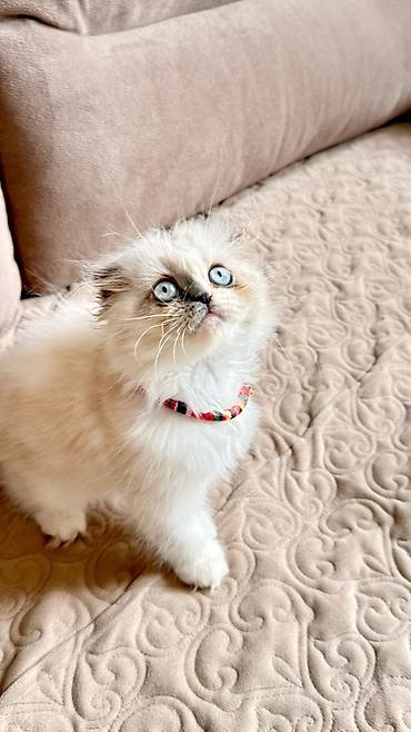 Pişiklər: Fars — 6