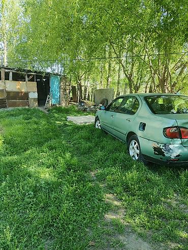 baw x5: Nissan Almera: 2001 г., 2 л, Автомат, Бензин, Седан — 2
