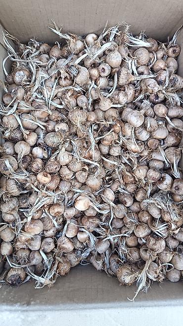 dibçək güllərinin satışı: Produkt: Zəfəran/ (Crocus sativus) soğanaqları İri və qarışıq ölçüdə — 3