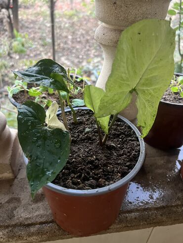 Otaq bitkiləri: Her nov guler var endirimnen verecem Gencedi istiyen yazsin satiş -da lalafo.az — 59 Otaq bitkiləri: Her nov guler var endirimnen verecem Gencedi istiyen yazsin satiş — 59