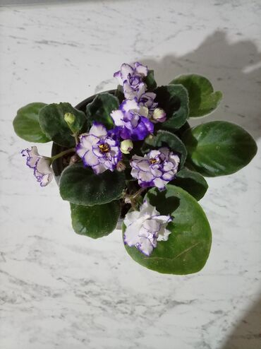 Otaq bitkiləri: Afrika bənövşələri (Saintpaulia) – müxtəlif rəngli və formalı sortlar — 6