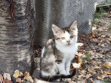наполнители для кошек: Котята и кашки в добрые руки!!
Всё кушают к латку приучены
