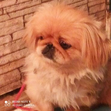 İtlər: 11 ay, Erkek, Ödənişli çatdırılma — 7