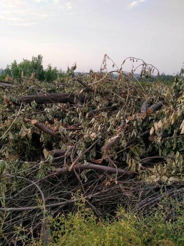 отун строй: Дрова Самовывоз, Бесплатная доставка