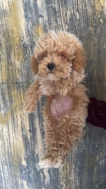 İtlər: Pudel, 2 ay, Erkek, Peyvəndli, Pulsuz çatdırılma — 19