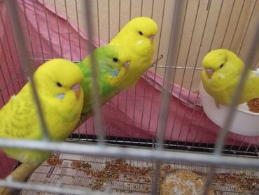 Tutuquşları: Çex tutuquşu balaları satılır 2 aylıqdırlar 3-ü birlikdə 56 manat — 18