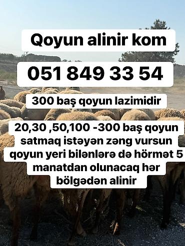 gəncə toyuq satan: Qoyunların topdan alışı - 300 baş qoyun tələb olunur - 20, 30, 50 — 1