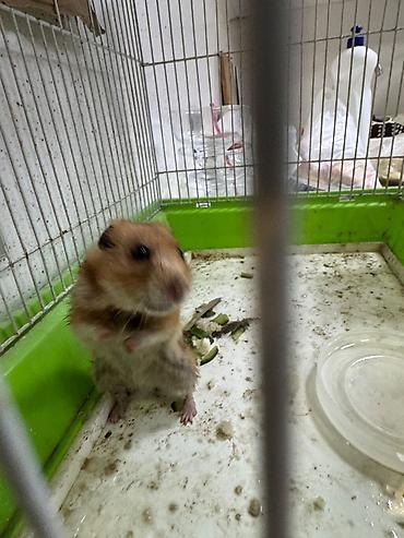 Qəfəslər: Hamster yaxşı əllərə verilir. Təmannasız. Kim istəyirsə azadlıq — 2