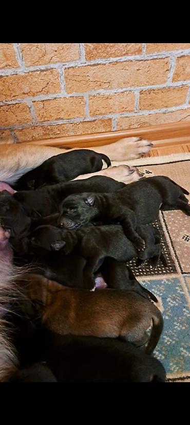 İtlər: 1 ay, Dişi, Sənədli, Ünvandan götürmə — 3