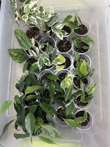 комнатный плющ: Продаю излишки своих растений