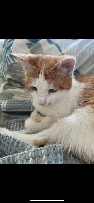 утерян кошелек с документами: ПРОПАЛА, ДОМАШНЯЯ КОШКА!!! 30 ОКТЯБРЯ, РАЙОН М-Н ДЖАЛ-23 ВОЗЛЕ 72