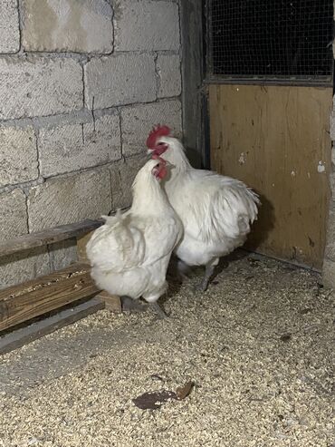 Toyuqlar: Toyuq, Damazlıq, Ödənişli çatdırılma — 2