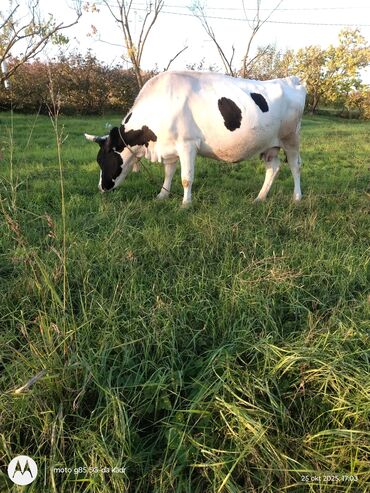 inek simental: Dişi, il: 9, Südlük