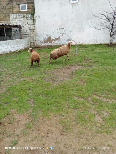 Qoyunlar, qoçlar: 3 qoyun 1 quzu satılır biri ana baladir dişi bala ilə kom 1.150 — 23