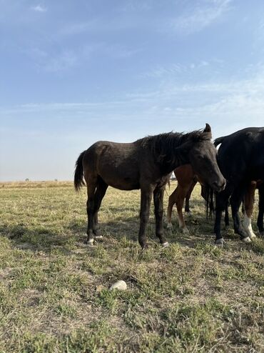 Лошади, кони: Продаю | Жеребенок, Жеребец, Кобыла (самка) | Кара Жорго | Для молока, Для разведения, На забой — 25