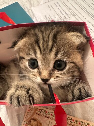 Продажа кошек: Скотиш Фолд (Шотландская вислоухая), 1 месяц, Девочка