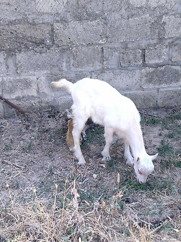 heleb keçileri: Dişi, il: 1, Damazlıq, Ünvandan götürmə — 3