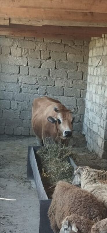 cins ineklerin satisi: Dişi, il: 2, 180 kq, Ətlik, Ödənişli çatdırılma