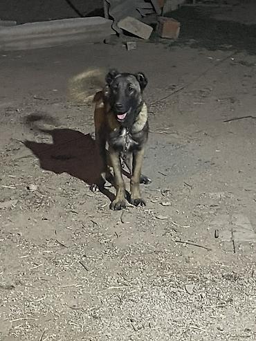 zvanok iti satilir: Kanqal, 5 ay, Dişi — 1