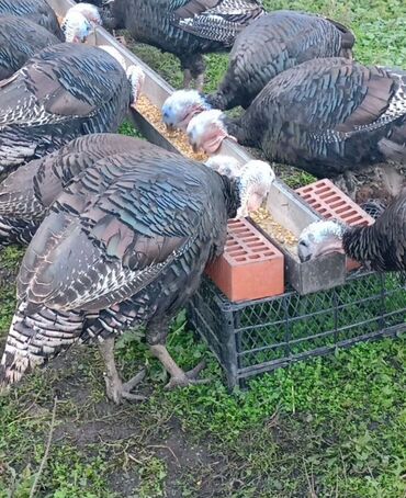 сколько стоит щенок овчарки: Сатам | Ургаачы күрп (ургаачы), Эркек күрп | Аргын, Кара ханзаада, Түндүк Кавказ | Союуга, Көбөйтүү үчүн