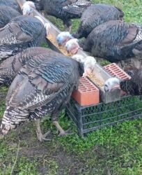 продажа домашних кур: Сатам | Тооктор, Короздор