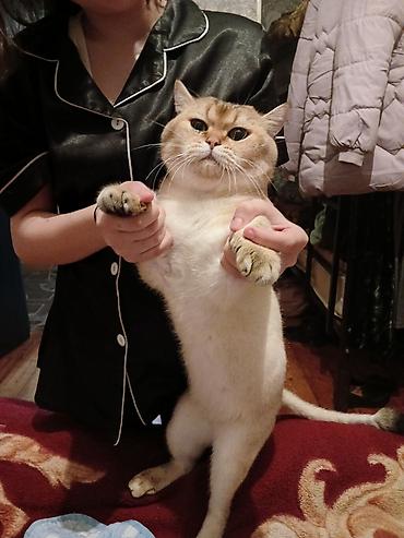 Pişiklər: Britan, Cütləşmə üçün — 10