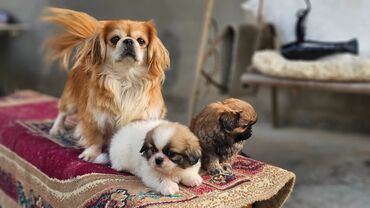İtlər: Pekines, 2 ay, Erkek — 9