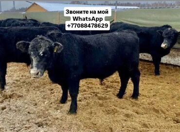 Коровы, быки: Продаю | Корова (самка), Бык (самец), Тёлка | Полукровка, Ангус, Герефорд | На откорм, На забой, Для разведения | Племенные, Осеменитель, Стельные