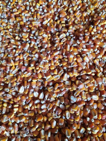 Зоотовары: Продаю кукурузу сухая в росупной 25 тон есть цена 20 сом за кг звоните