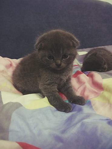 Продажа кошек: Скотиш Страйт (Шотландская прямоухая), 1 месяц, Мальчик, Голубой, Приучена к лотку — 9