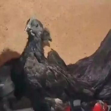 ayam cemani yumurta: Toyuq, Damazlıq, Pulsuz çatdırılma