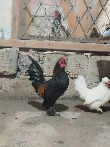 pişiklər ucun bit dərmanı: 2 fərə 1 xoruz yaponkalar Satılır qiymət üçünə aiddi Sağlam Cavan