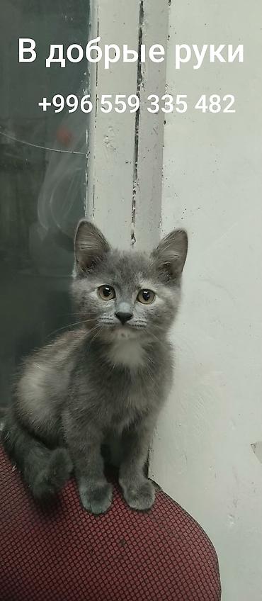 cat litter: Кошка даром: Беспородная, Девочка, Приучена к лотку — 1