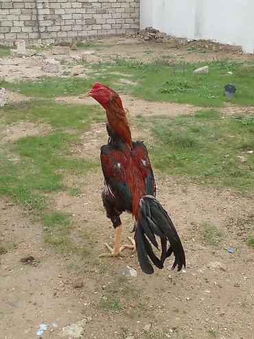 heyvan bazari: Xoruz, Brazil, il: 1, Ünvandan götürmə — 4