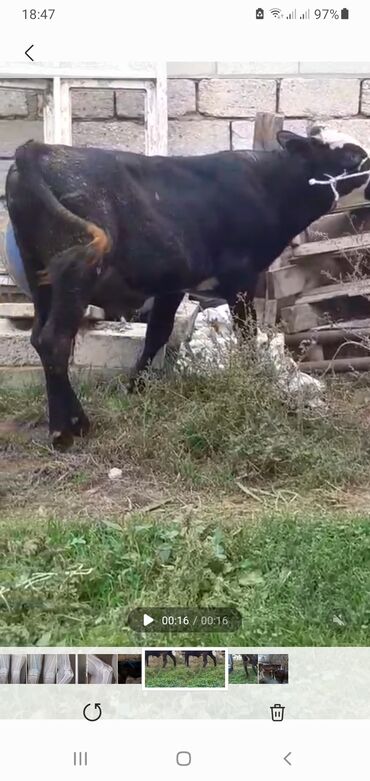 пудель карликовый цена: Телята