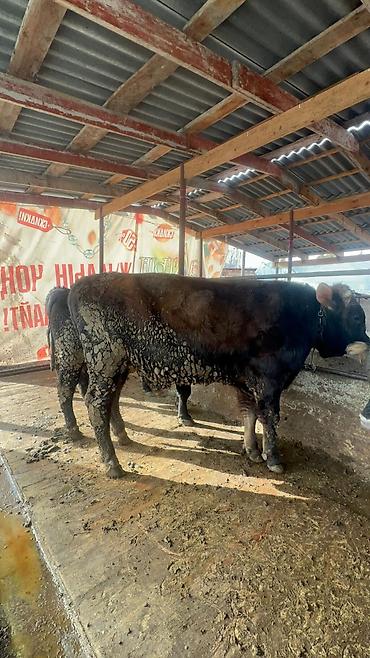 Коровы, быки: Продаю | Бык (самец) | Полукровка, Голштин, Швицкая | На забой | Привязанные — 9