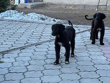 Продажа собак: Тайган, 4 месяца, Самка, С прививкой — 4