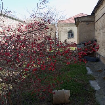 Torpaq sahələrinin satışı: 16 sot, Tikinti, Mülkiyyətçi, Kupça (Çıxarış) — 7