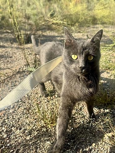 киска 15: Котята милые 1,5-2 месяца -отдаю котят в добрые руки - Активные — 2