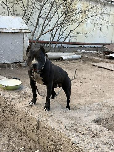 pitbull germany: Кобель крупного атлетического типа. Окрас: черный с белыми отметинами — 2