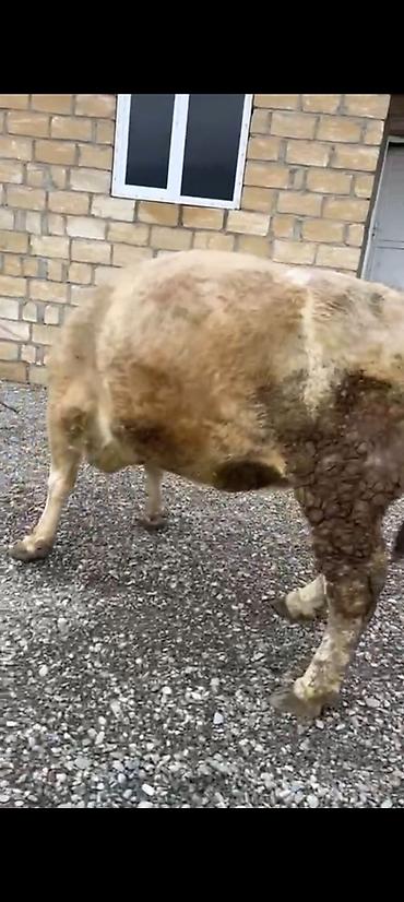 Inəklər, öküzlər: Salam aleykum əziz dosdlar bele bir gözel dogmamiş dügemiz çıxdı -da lalafo.az — 2 Inəklər, öküzlər: Salam aleykum əziz dosdlar bele bir gözel dogmamiş dügemiz çıxdı — 2