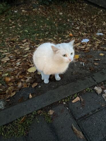 продам домик для кошки: Полностью белая кошка ищет дом
кошачий корм в подарок