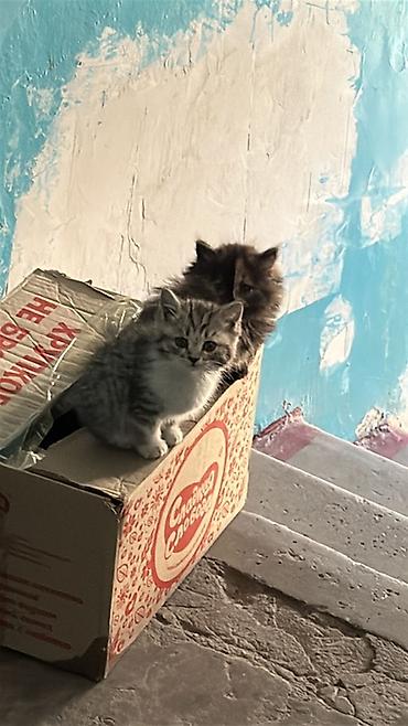 шотландская длинношерстная кошка цена: Котята, коротко- и полудлинношёрстные. - Полосатый серый котёнок с — 5