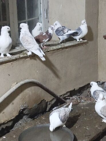 Göyərçinlər: Salam.diqqətlə oxu sonra yaz.hübkariler biri 20 və 30 azn.şişmanlar — 4