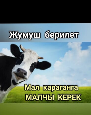 оборудование для кафе бу: Талап кылынат Малчы, Төлөм Ай сайын, Тамактануу