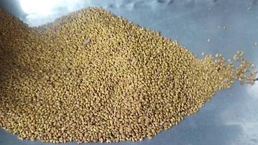Sainfoin seeds: Семена беде урук Эксцпарсет жугору сулуу арпа урук бар месный баарына — 4