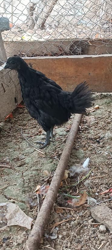 astroloq: ❗Təcili satiram❗ayam cemani ilə astroloq qarişiği 2 xoruz 1 fere — 4