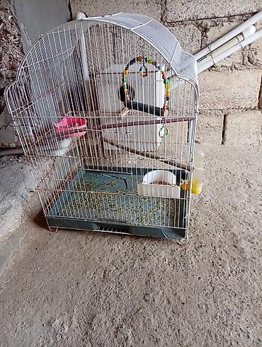koi baligi satilik: Məhsul: Nimfa (cockatiel) 3-ədəd 2-disi 1-erkək və qəfəslər Təsvir — 3