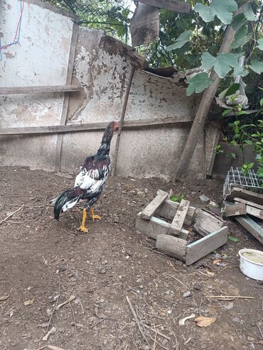 Xoruzlar: Heyratilar satilir tergidirem deye ne heyvanim var hamsini satiram her -da lalafo.az — 10 Xoruzlar: Heyratilar satilir tergidirem deye ne heyvanim var hamsini satiram her — 10